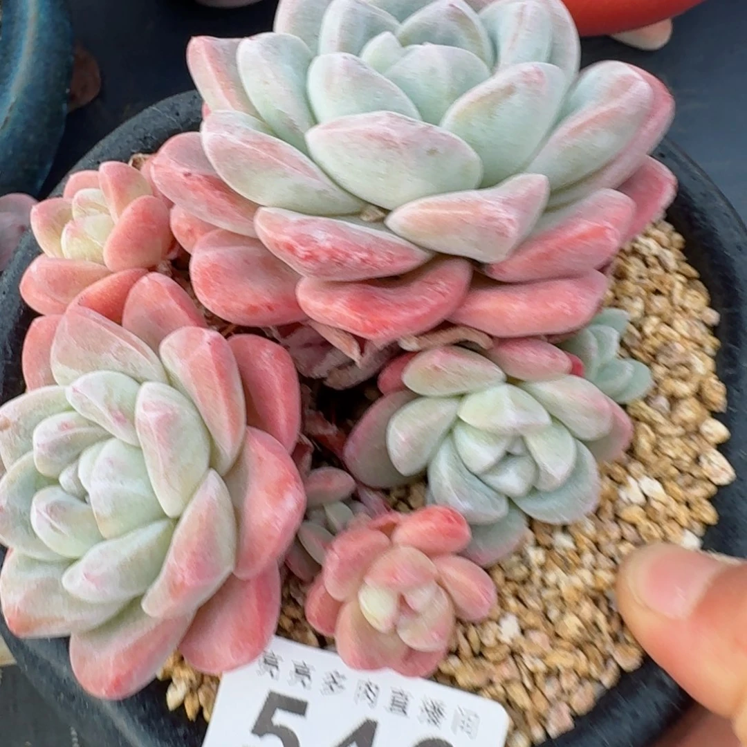 冰玉群生整装无砍      愿你一路坦途，乘风破浪展宏图