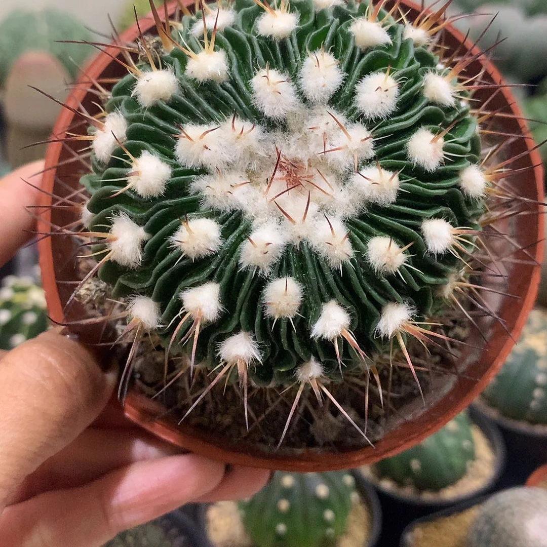 福利高绒多棱玉仙人球