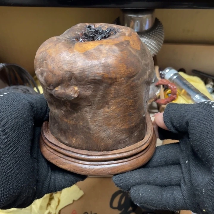 紫砂向阳而生春暖花开