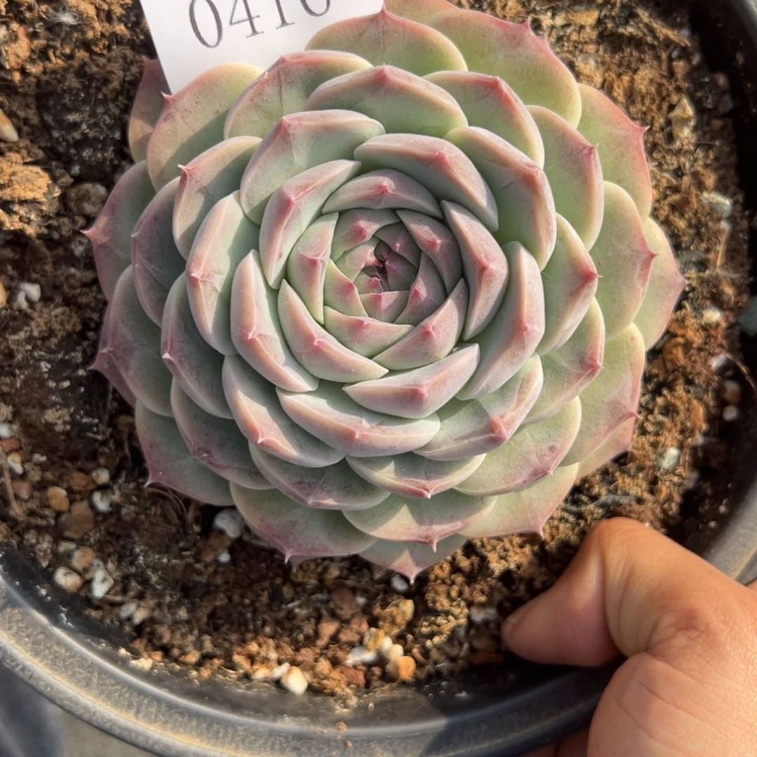 郭**°0416多肉多多多多多多多