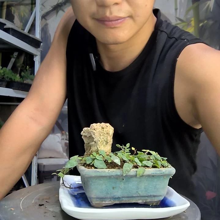 王*中青园艺一物一拍282