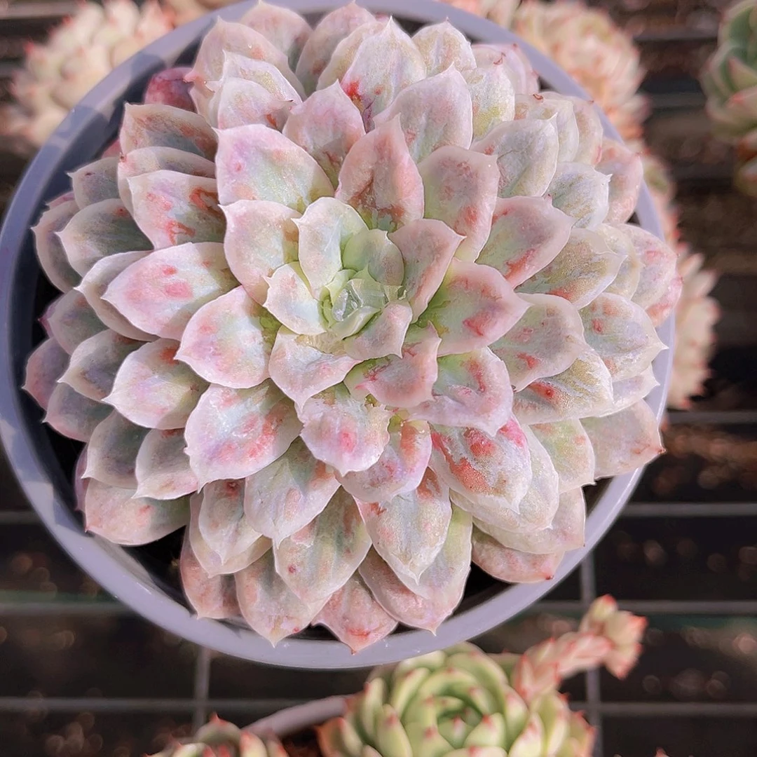 泡泡纱10.5公分99999999