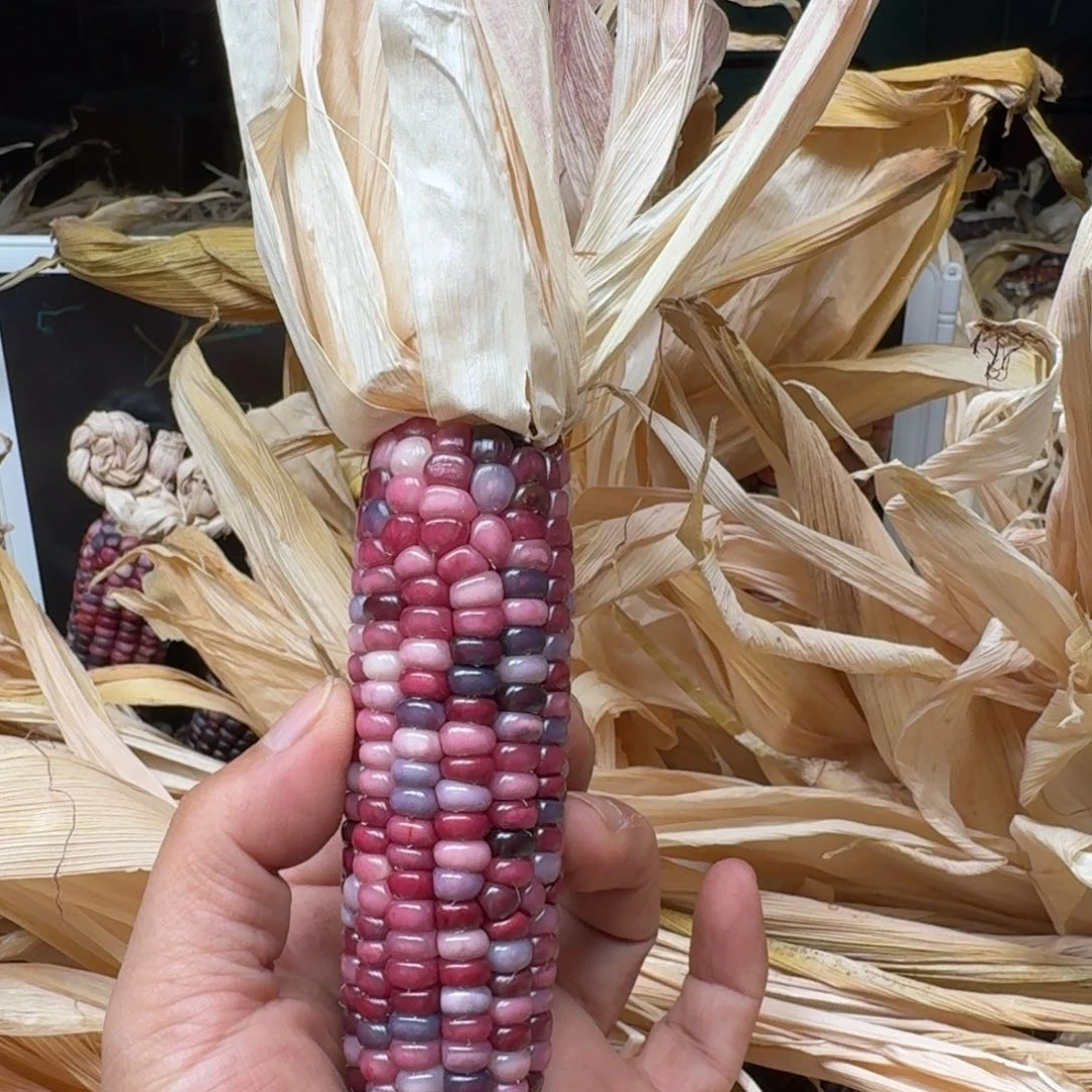 J***d柏香籽/百香籽吊坠