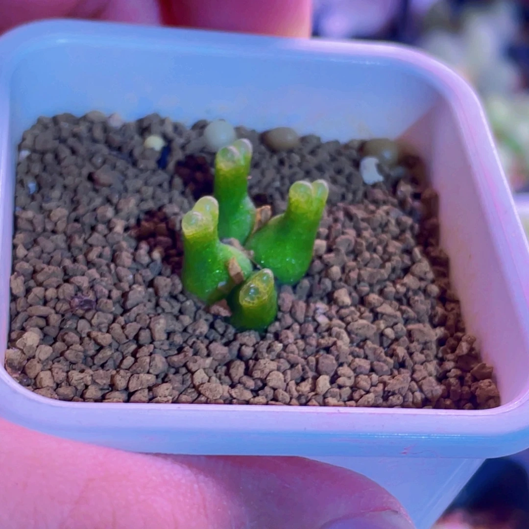 小葫芦植物一物一拍
