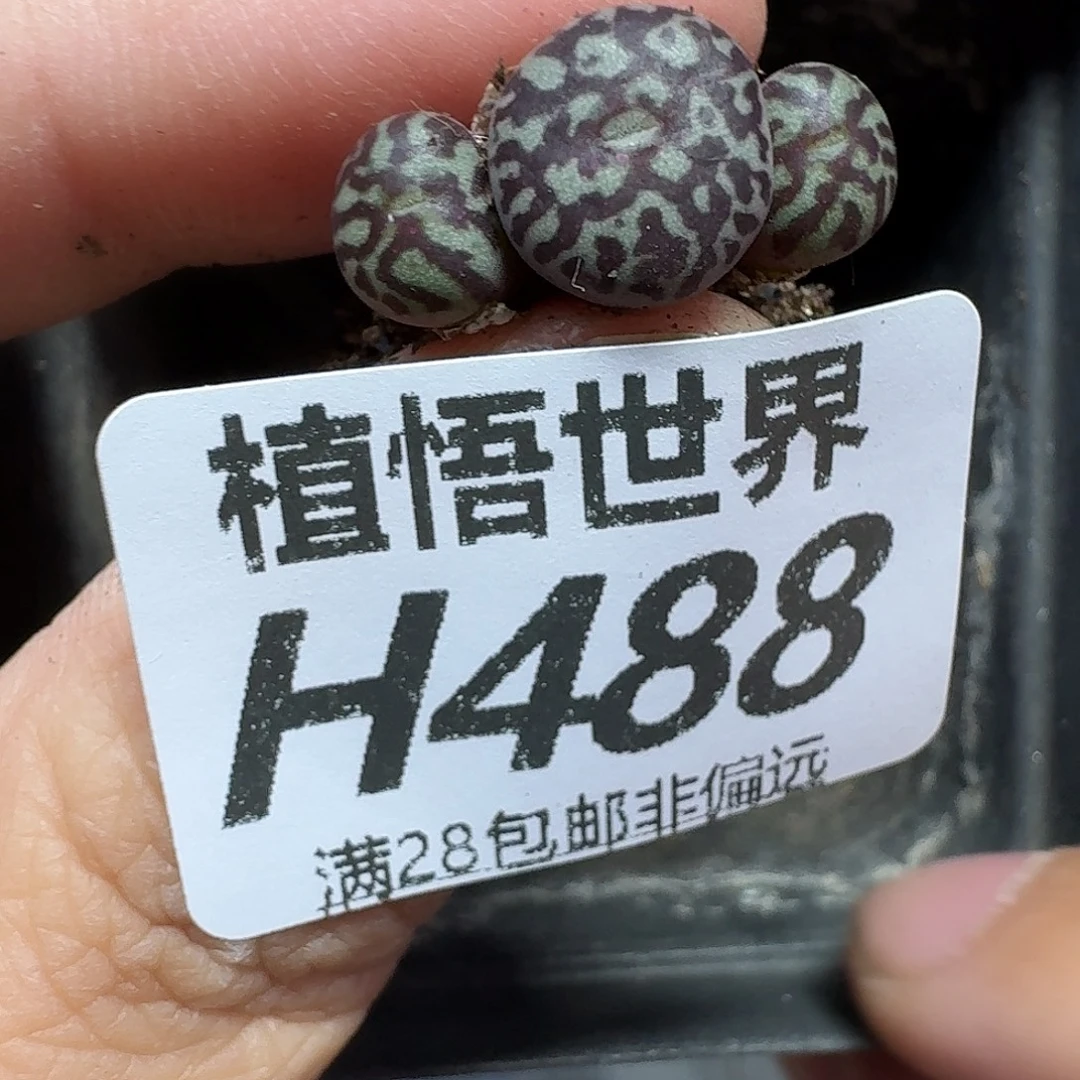 多肉植物的润泽fghb