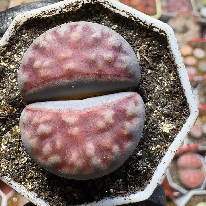 生石花23:：/。  30号