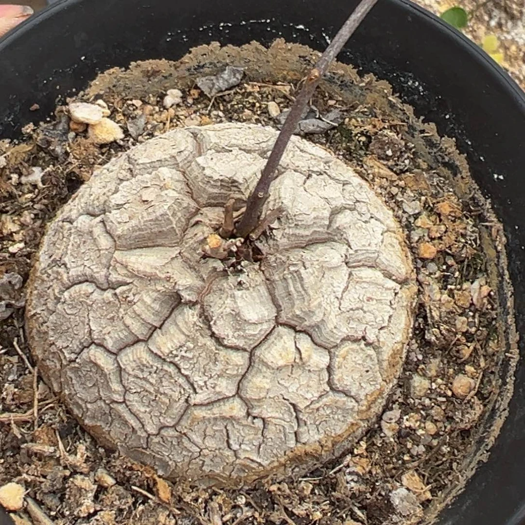 郭***?多肉植物111111111111111