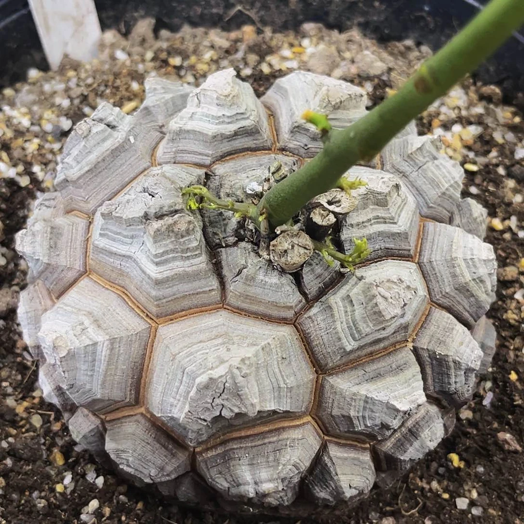 白皮红纹深裂龟甲龙盆栽龟