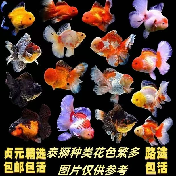 缸养金鱼观赏鱼五花泰狮娃娃脸元宝玉兔顶红红狮金鱼淡水鱼包邮