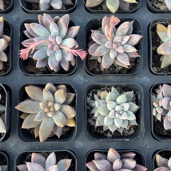 杜里万一颗量拍多肉满20包邮下午发