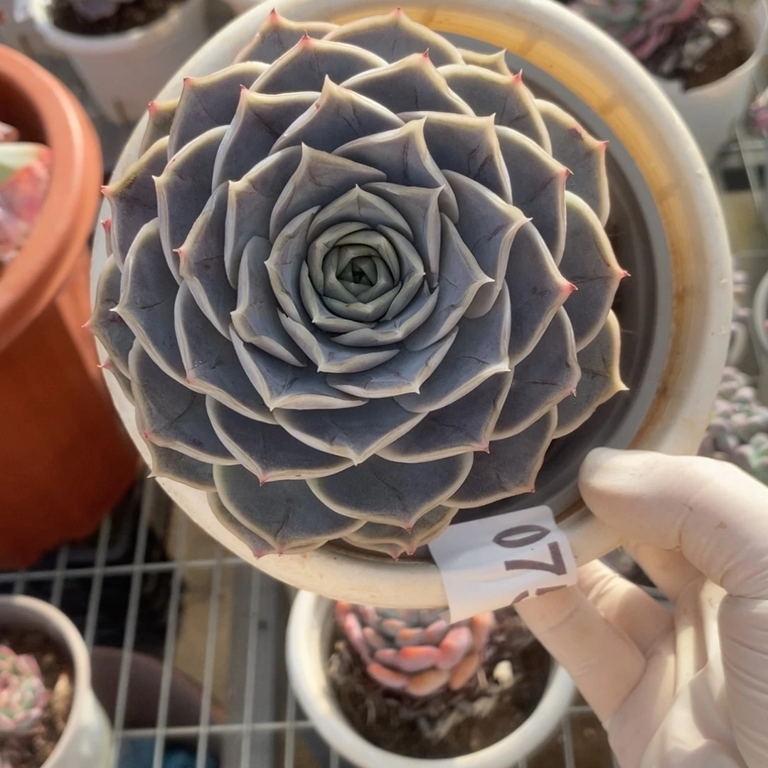 0759蓝色惊喜一物一拍