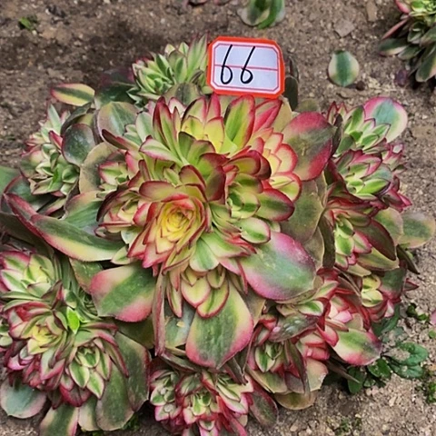 老*荔枝多头法师老桩66