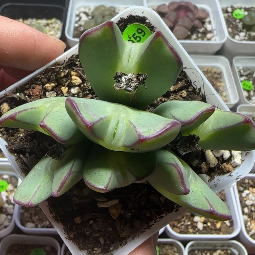 嘟嘟嘴漂亮多肉植物959