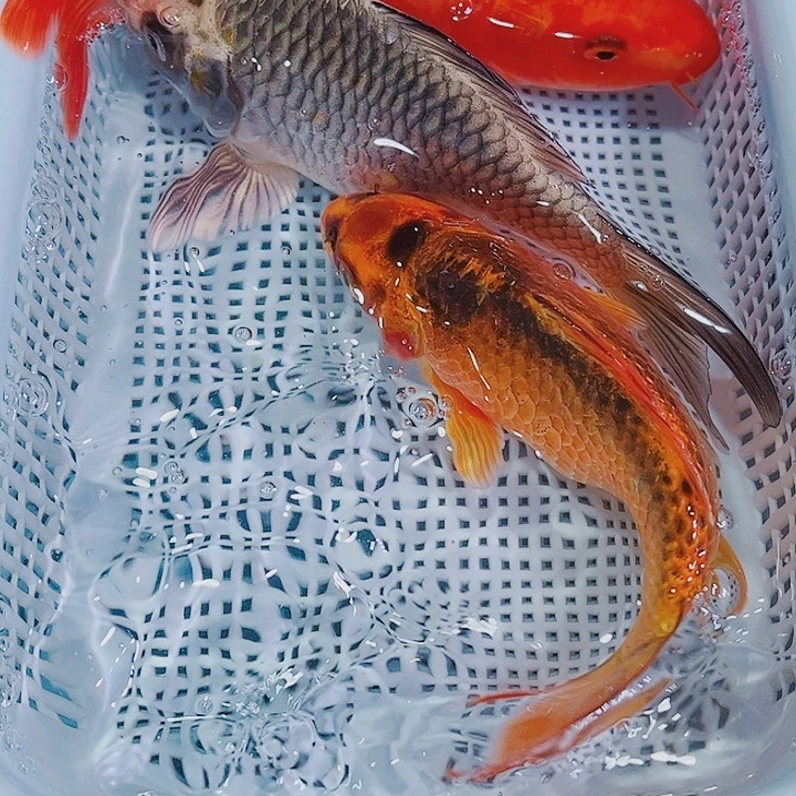 锦鲤锦鲤冷水观赏鱼138