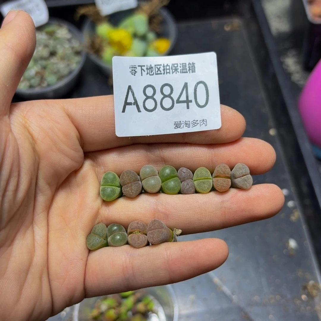 8840––零下地区需拍保温箱