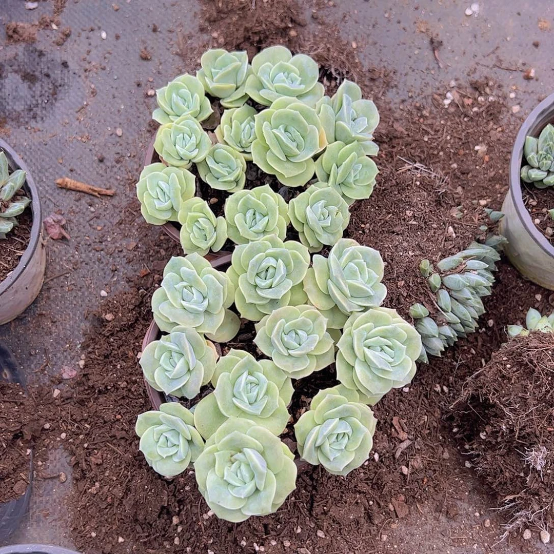 可爱玫瑰散群精品带盆土二盆