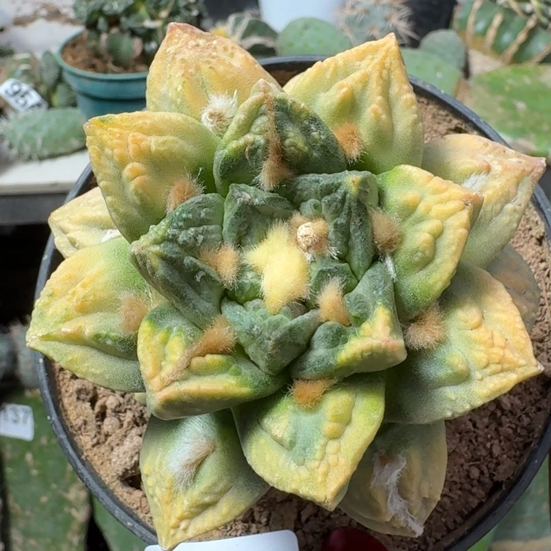 【闪购商品】无花朵三*龟甲锦218