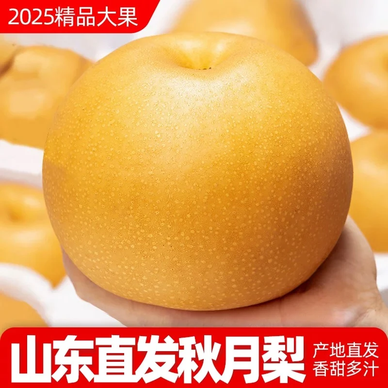 产地直发山东秋月梨脆甜多汁细嫩化渣产地直发应急水果