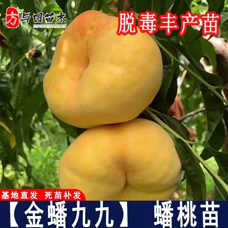 蟠桃树果苗嫁接金蟠九九蟠桃树苗早熟99号蟠桃苗庭院盆地栽南北方