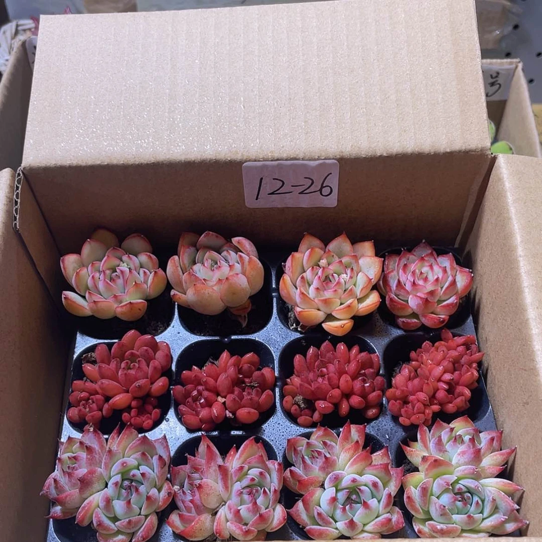 【闪购商品】12颗-26