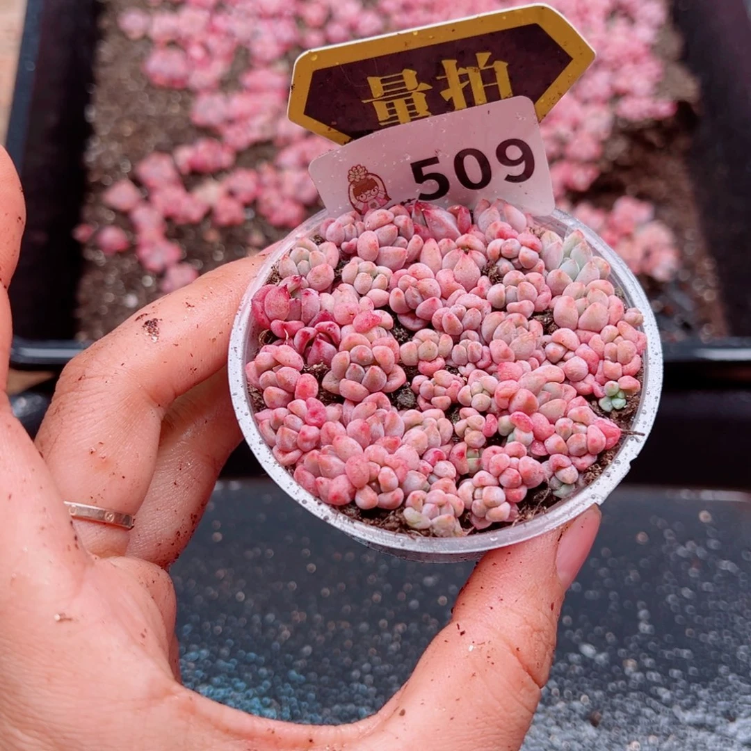 多肉植物多肉植物