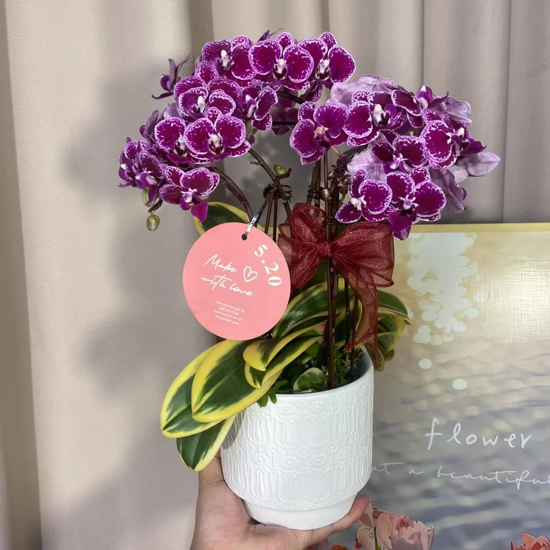 蝴蝶兰《金边蔓越莓》带花苞带花好养耐花 源头基地直发3-4