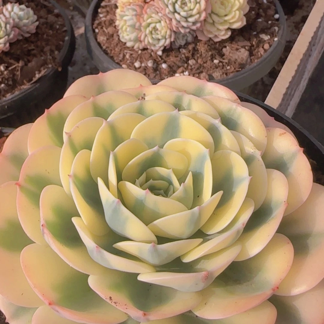 【闪购商品】玉蝶锦