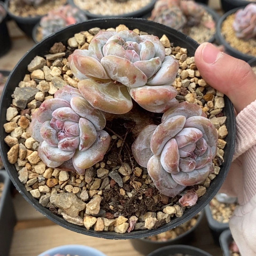 且***惜哈哈哈哈哈哈哈哈哈哈哈