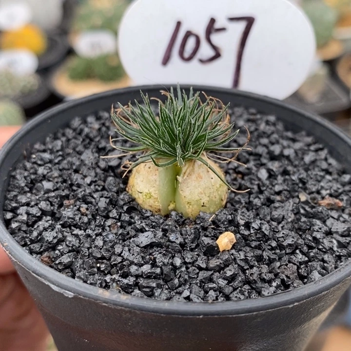 实生迷你海葱1057号2.1cm