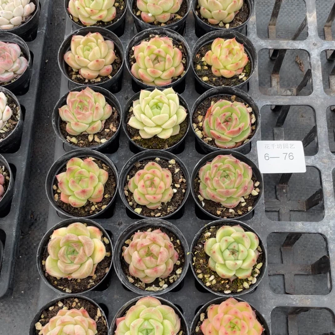 一物一拍18棵6-76