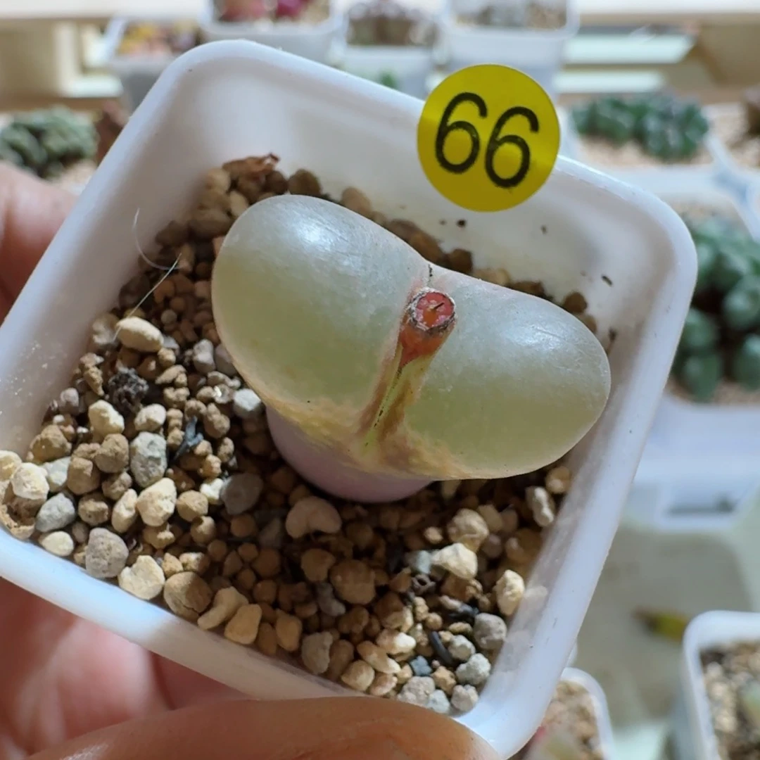 认****改66......多肉.......