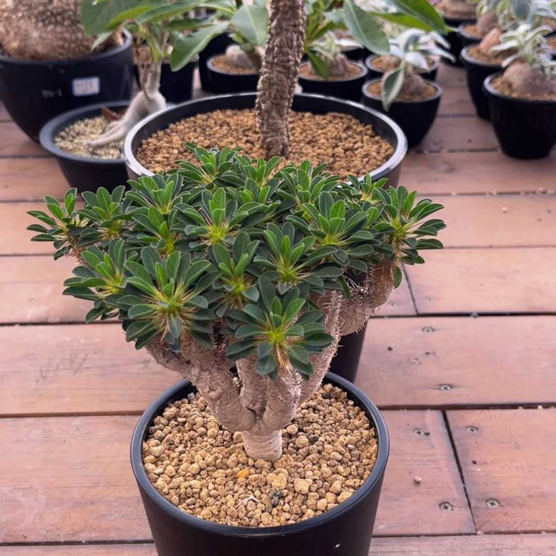 鬼切Zzzzzzzzzzzzzzzzz