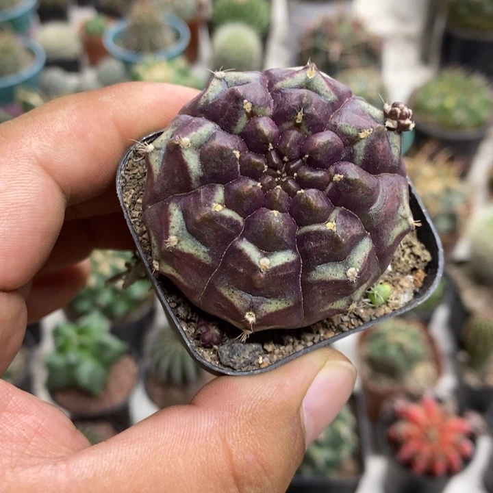 梦想牡丹特价福利