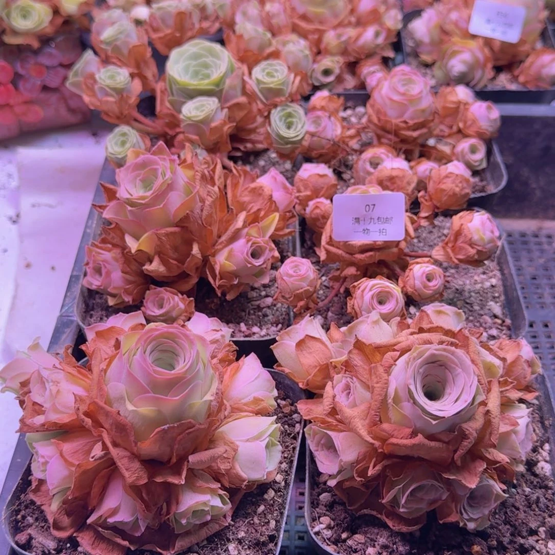 07 一物一拍一筐子