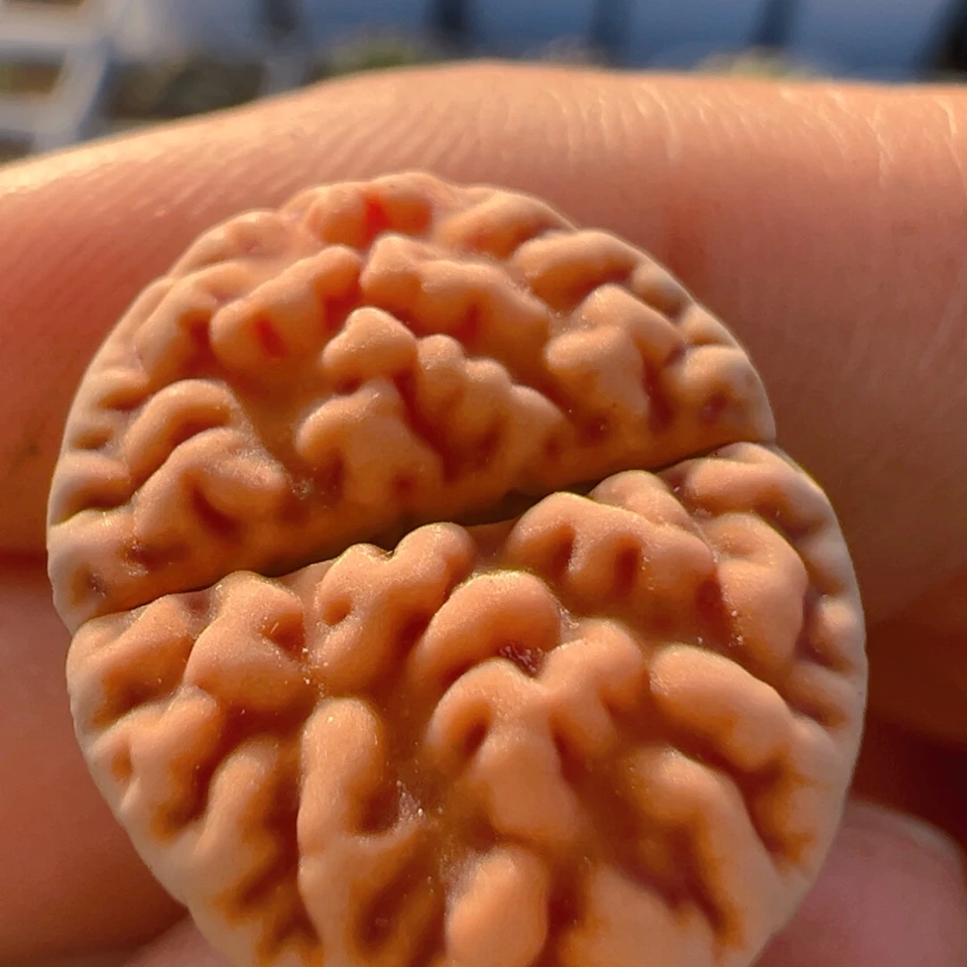 154多肉植物百科知识