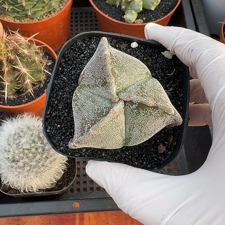 珍**颗三角仙人球1234