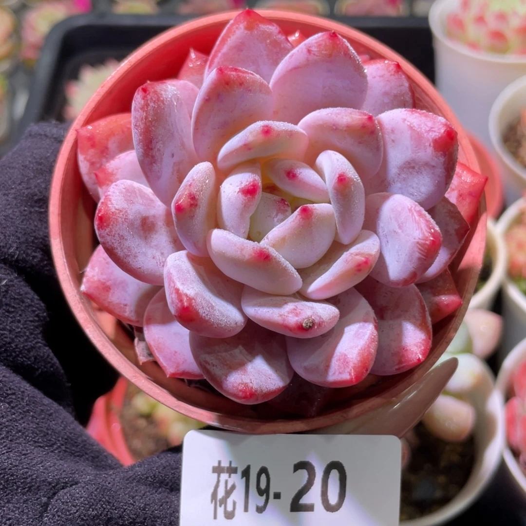 花利美19-20橙梦露