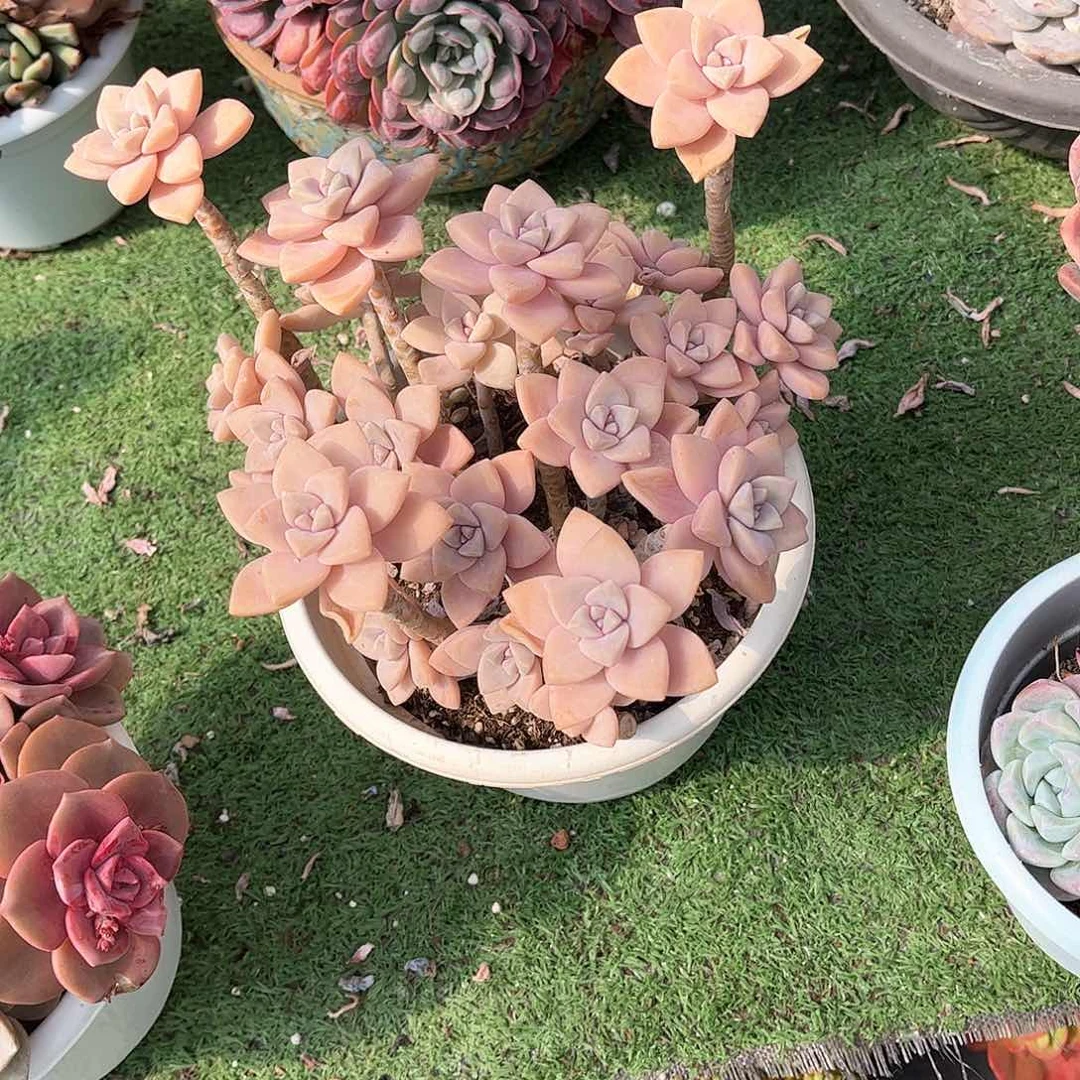 ?****。杏美人多肉植物保护10