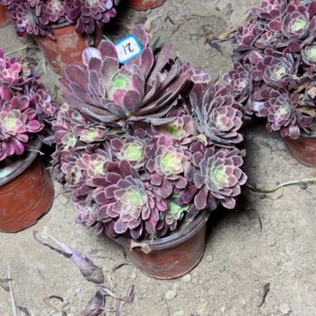 【闪购商品】多肉植物金丝21
