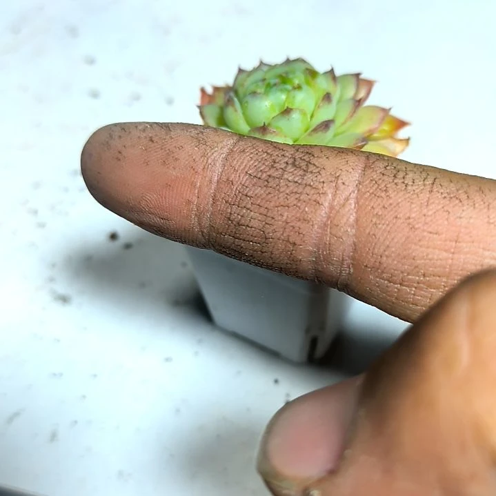 满9元包邮，海王老苗小