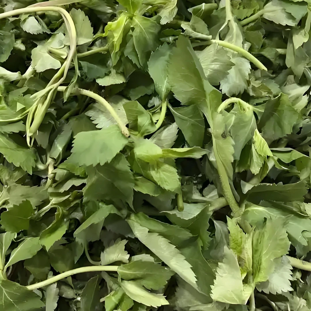 现采野生四叶菜明菜1000克山野菜冷鲜发货