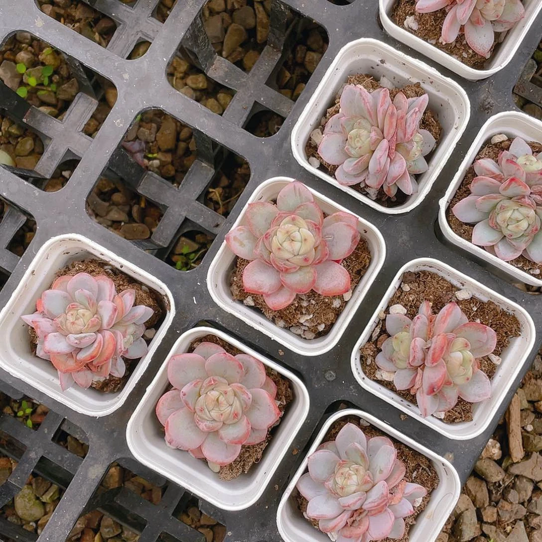 星星珍妮盆不包整一个满25包邮