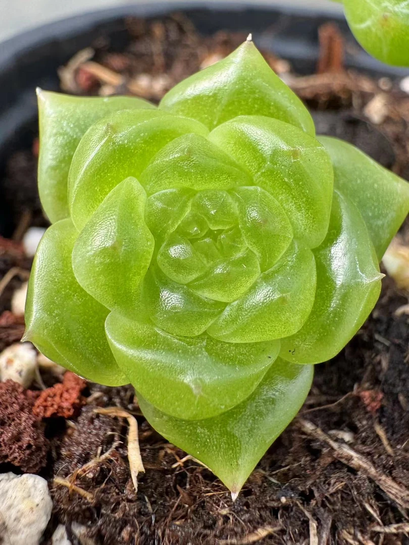 （四）直播链接芸梦泽花园一物一拍专属链接精品生多肉植物糖心珍妮