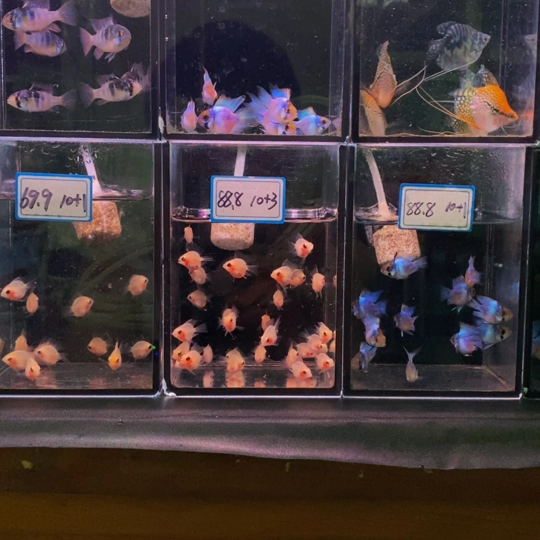 友***】短鲷鱼鱼虫半斤啊