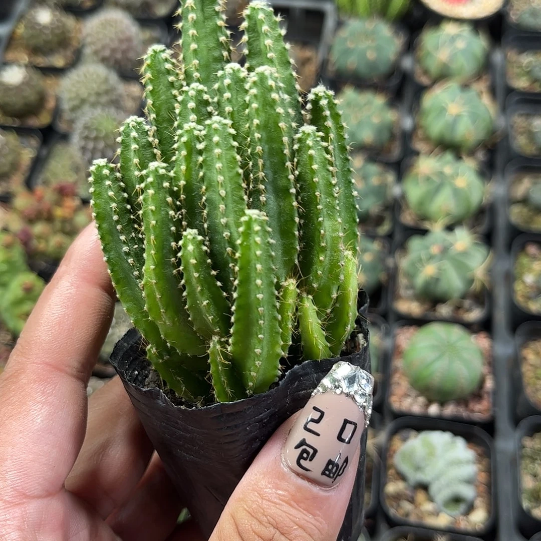 万重山群生单头发货