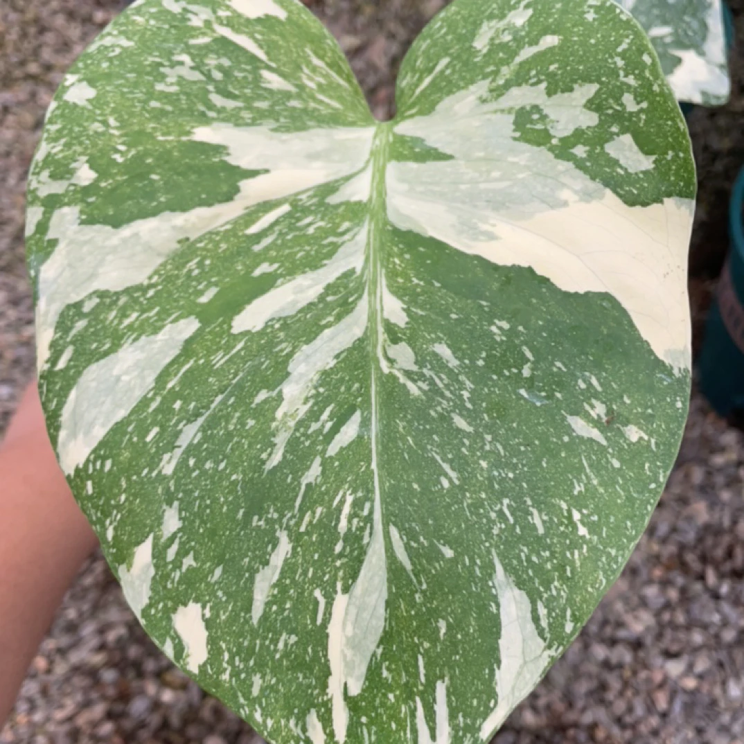 洒金龟背竹，直播间一物一拍，不包叶损，不包后期锦化，发出不退不换