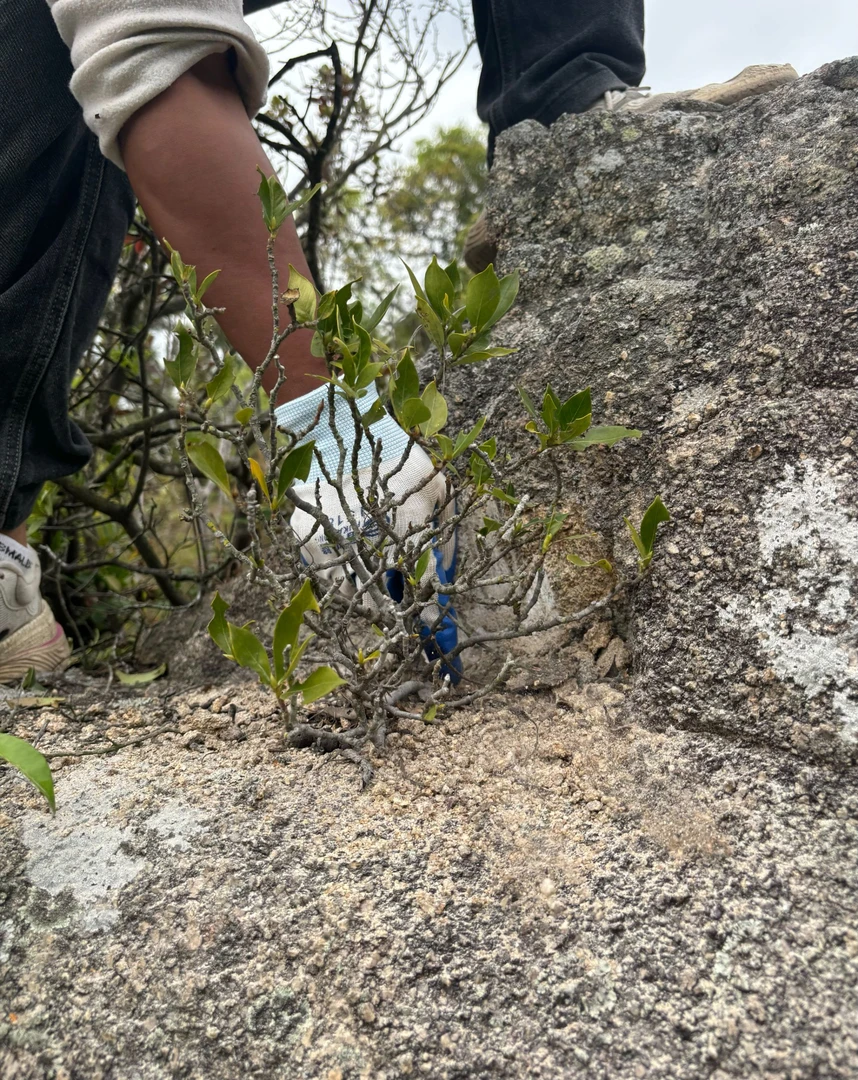 一号【阿奇园艺】直播间盆景专拍链接 非直播间下单不发货感谢支持