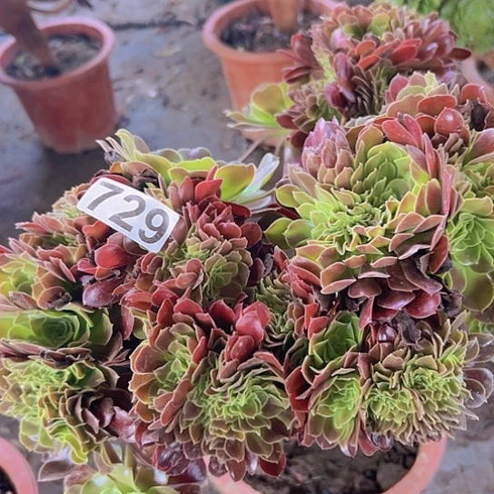 扬***哥多肉植物一个欧子