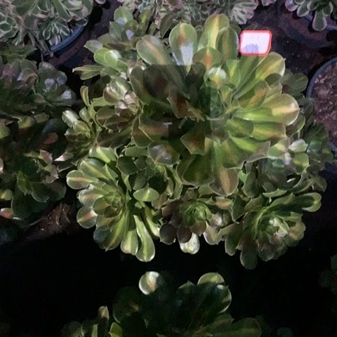 菲*1733女巫中斑多肉植物