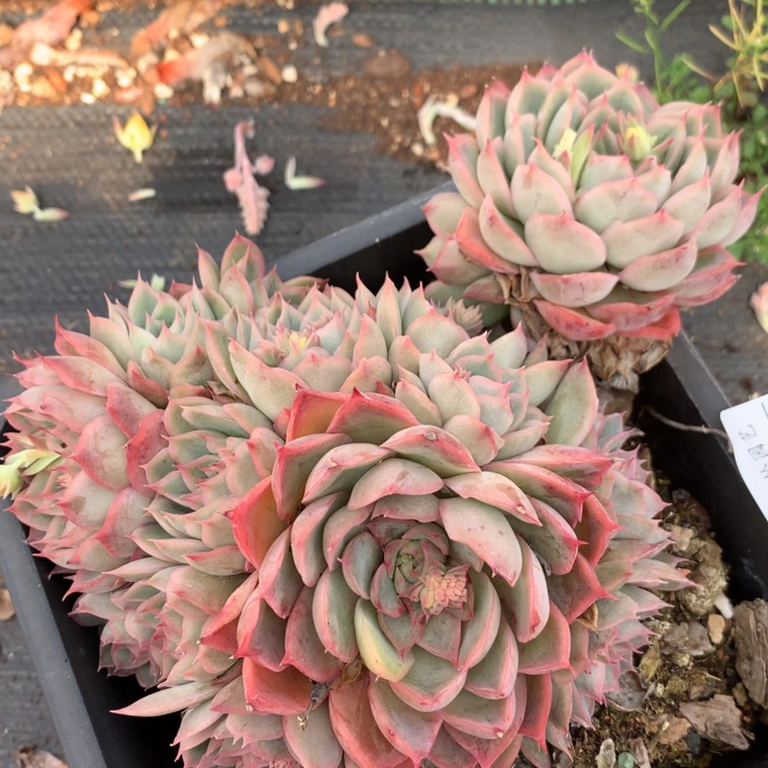 1405心开花介意不拍 17厘米